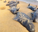 Encallan y mueren más de 80 ballenas en India
