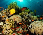 Desarrollan proyecto para proteger corales en arrecifes