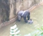 Matan a gorila en EU para salvar a un niño