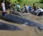 Mueren 10 ballenas en playa de Indonesia