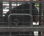 Profepa reintegra a oso negro a su hábitat en Nuevo Léon