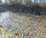 Mueren peces en río de Durango