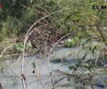 Inundan aguas negras hogares en Las Mitras