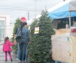 Recomiendan no comprar árboles navideños naturales
