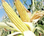 Saldan los pagos del maíz amarillo