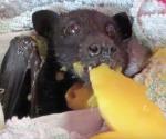 Rescatan murciélago de un árbol de mangos