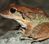 ¿Cómo diferenciar una rana hembra de un macho?