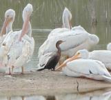 Afecta a pelicanos, falta de alimento en lagunas contaminadas