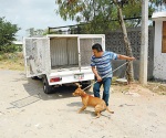 Agreden a personal del Centro Antirrábico cuando van por perros