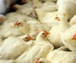 Sacrificarán medio millón de aves por gripe aviar