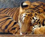 Se escapan dos tigres de rancho en Michoacán