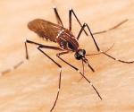 Ataca el dengue con más fuerza