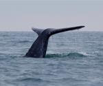 Inicia temporada de avistamiento de la ballena gris en México