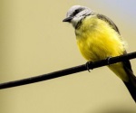 Cambios en aves pueden dar pistas sobre enfermedades