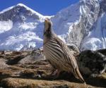 Aves del Himalaya resultan ser 3 especies diferentes