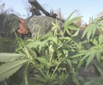 Aseguran más de 9 mil plantas de marihuana en Michoacán
