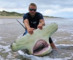 Pescan tiburón gigante en la Isla del Padre