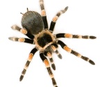 El 5% de las arañas del mundo viven en México
