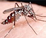 Reportan brotes de dengue