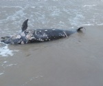 Encuentran delfín y tortuga Lora muertos en la Miramar