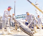 Logran captura histórica de atún