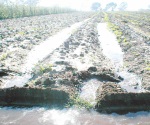 Beneplácito por lluvias en sector agropecuario