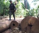 Amazonas brasileño lucha contra destrucción