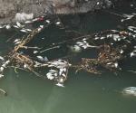 Mortandad de peces en canal Anzaldúas