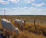 Lluvias frenan mortandad de ganado en Burgos