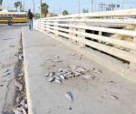 Abandonan pescados en la vía pública