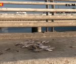 Abandonan pescados en la vía pública