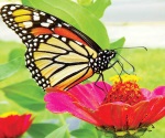 Documentarán la trayectoria de la mariposa monarca