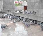 Bajan palomas a buscar calor ante onda fría