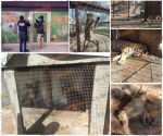 Catean en Reynosa el Parque Aventura Animal; aseguran desde leones hasta caballos
