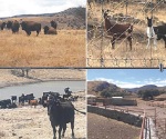 Aseguran 4 nuevos ranchos a C. Duarte