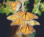 Descuidan paso de mariposas monarca