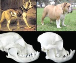 La diferencia en perros de raza ahora y hace 100 años