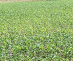 300 mil hectáreas sembradas tienen asegurado el riego