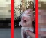 Nace en China un cerdo mutante con cara humana