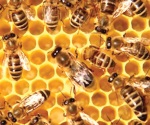 Tienen abejas reinas una memoria extraordinaria
