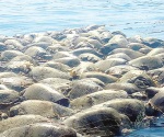 Mueren 350 tortugas por red de pesca en Oaxaca