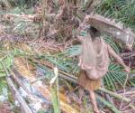 En jungla de Indonesia se esconde una tribu