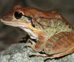 ¿Cómo diferenciar una rana hembra de un macho?
