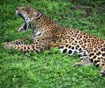 ¿Cuáles son las diferencias entre un jaguar y un leopardo?