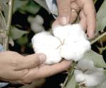 Finalizan riegos de algodón