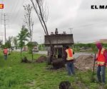 Realizan reforestación en diferentes puntos de la ciudad