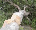 Se niega a morir árbol derribado en Las Fuentes