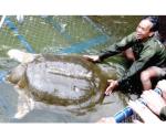 Muere una de las últimas tortugas de caparazón blando