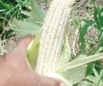 Mejoran precio de maíz y sorgo