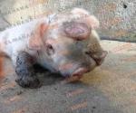Nace cerdo de dos cabezas en Tampico Alto